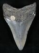 Lower Fossil Megalodon Tooth #13370-1
